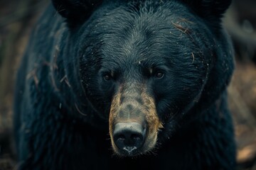 Black bear portrait in the Nature