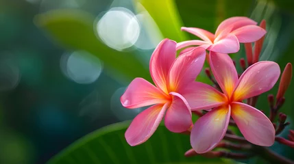 Wandcirkels tuinposter Plumeria Flowers with Water Drops on a Green Background © HappyKris