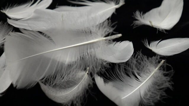 White swan feather falls on the black velvet with swan feathers laying on it, slow motion 