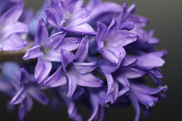 close up of hyacinth