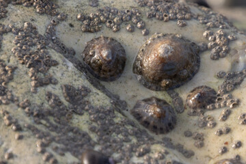 Limped shells on a rock
