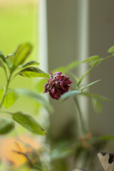 Plants and trees colouring the fields and woodland around Hertfordshire in the south east of England just outside the city of London