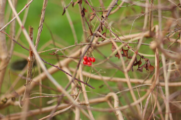 Plants and trees colouring the fields and woodland around Hertfordshire in the south east of England just outside the city of London