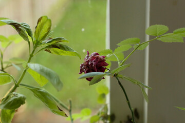 Plants and trees colouring the fields and woodland around Hertfordshire in the south east of England just outside the city of London