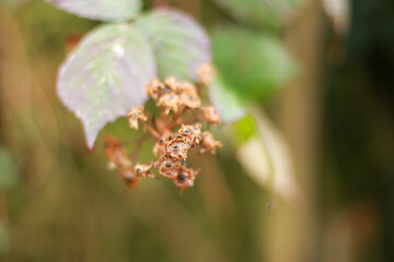 Plants and trees colouring the fields and woodland around Hertfordshire in the south east of England just outside the city of London