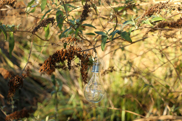 Plants and trees colouring the fields and woodland around Hertfordshire in the south east of England just outside the city of London