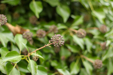 Plants and trees colouring the fields and woodland around Hertfordshire in the south east of England just outside the city of London