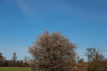 Obraz premium Plants and trees colouring the fields and woodland around Hertfordshire in the south east of England just outside the city of London