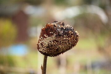 Plants and trees colouring the fields and woodland around Hertfordshire in the south east of England just outside the city of London
