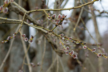 ornament of branches of willow buds © Anna