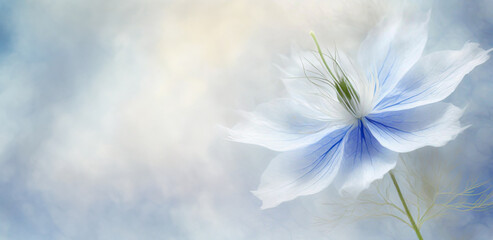 Niebieski kwiat. Puste miejsce na tekst - obrazy, fototapety, plakaty