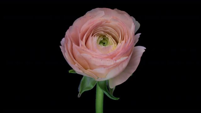Beautiful pink buttercup (ranunculus) flower opening. Demonstrating the color of 2024 Peach fuzz Valentines Day, Mothers Day concept. Holiday, love, birthday design backdrop