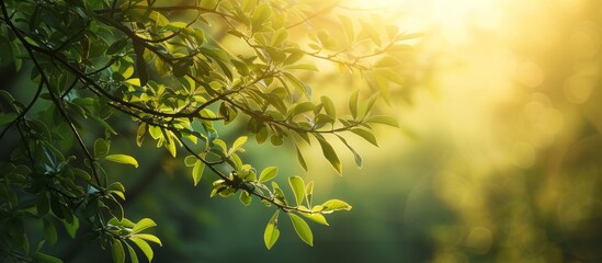 Close up of a green tree branch with fresh leaves in a forest setting under the sunlight