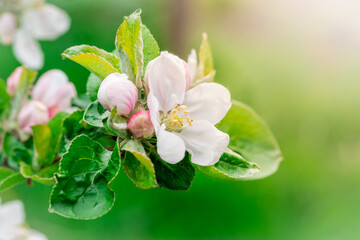 kwitnące drzewo jabłoni z kwiatami wiosennymi - obrazy, fototapety, plakaty