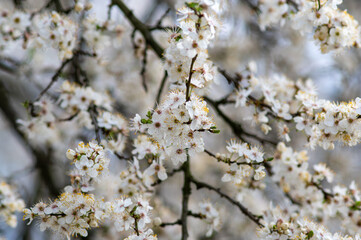 kwitnące drzewa owocowe w sadzie lub ogrodzie © Henryk Niestrój