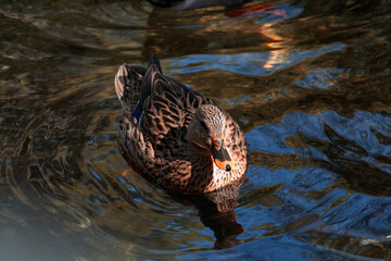 duck in the water
