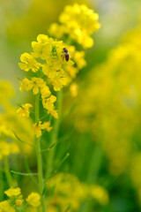 鮮やかなビタミンカラーの菜の花が咲いた。兵庫県神戸市の灘浜緑地で撮影