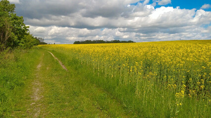 Rapeseed field with dirt road and blue sky with white clouds
