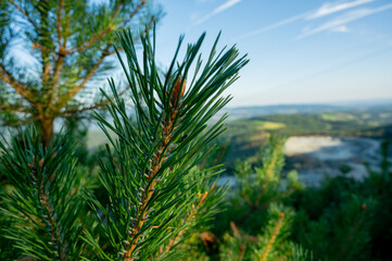 green spruce branches close-up. clean air and ecology, plants and nature