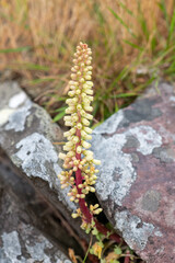 Close up of a navelwort (umbilicus rupestris) plant in bloom