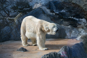 polar bear close up with nice background