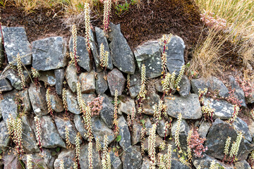 Close up of navelwort (umbilicus rupestris) plants growing out of a wall