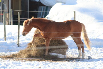 white horse in winter