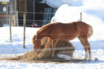 horse in winter