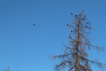 birds on tree