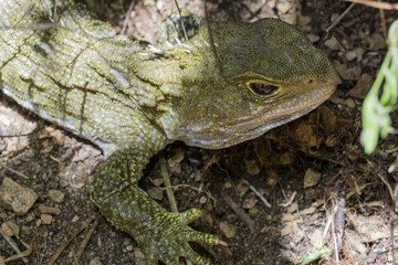 Tuatara - living fossil
