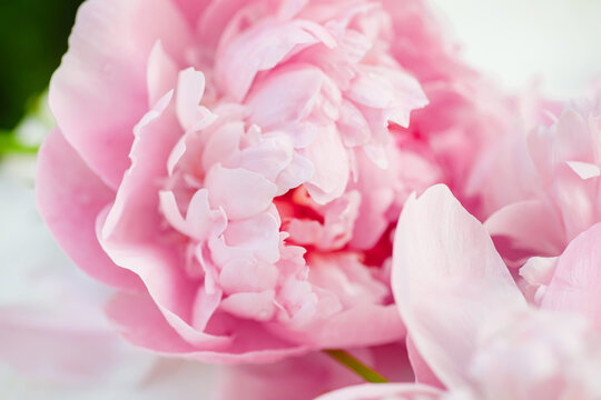 Pink peonies in full bloom, elegantly displayed on a white table. A beautiful composition that captures the essence of spring. Top view. © Maryna