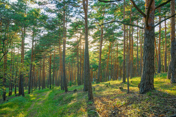 Obraz premium Beautiful summer forest with different trees. Pine forest beautiful background.