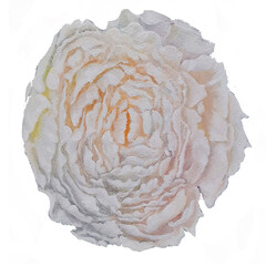 peony is an open white flower fragrant fresh with many delicate petals pattern ,print is painted in oil each stucco is gray orange sunny with shadows