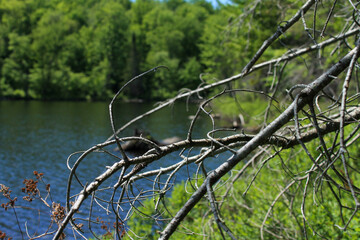 A Branch and the Background