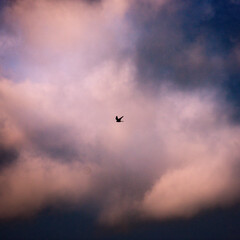 sunset cloud with flying bird