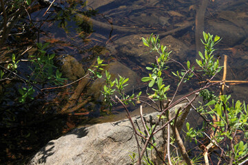 A Close Up of the Water
