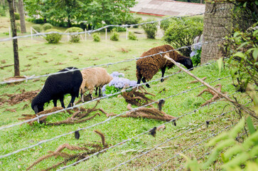 Campos do Jordão is a municipality in Serra da Mantiqueira, Brazil, and is part of the state of São Paulo.