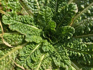 Pretty natural close-up on a green plant's middle part
