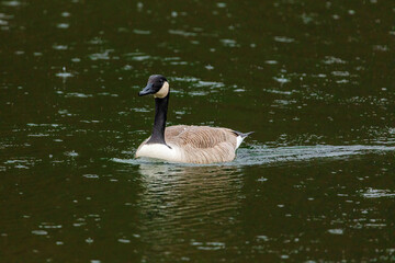 Grey wild goose, cute Water Birds Geese
