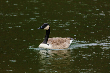 Grey wild goose, cute Water Birds Geese