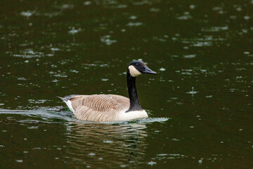 Grey wild goose, cute Water Birds Geese