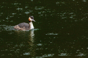 Great crested grebe in its natural habitat swimming in lake
