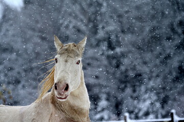 Cremello. Weißes Pferd mit blauen Augen im Schneesturm