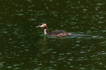 Great crested grebe in its natural habitat swimming in lake