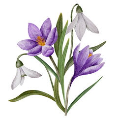 crocus and snowdrop flower bouquet, watercolor art, isolated on white. Hand drawn botanical illustration. Elements for cards, logos, prints, wedding design.