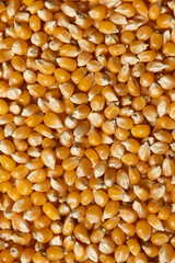 Yellow raw unpopped popcorn kernels