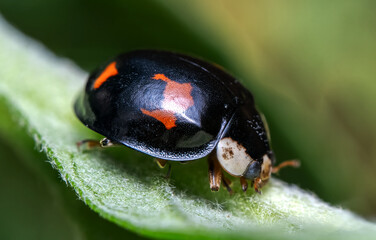 ladybug on green leaf. ladybird or coccinellidae close up. Ladybug tropical forest wildlife focus dynamic.