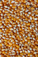 Yellow raw unpopped popcorn kernels