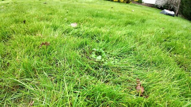 Herbe et tondeuse qui passe