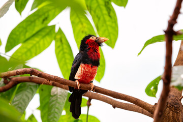 Bearded Barbet (Lybius dubius) in East Africa